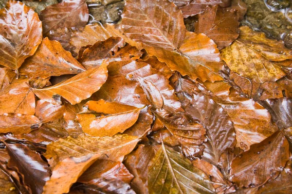 Otoño a Corriente — Foto de Stock