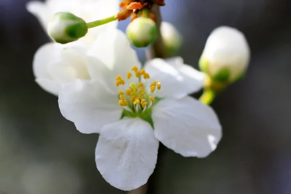 Flor de árbol de primer plano — Foto de Stock