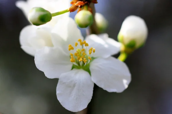 Gros plan arbre fleur — Photo