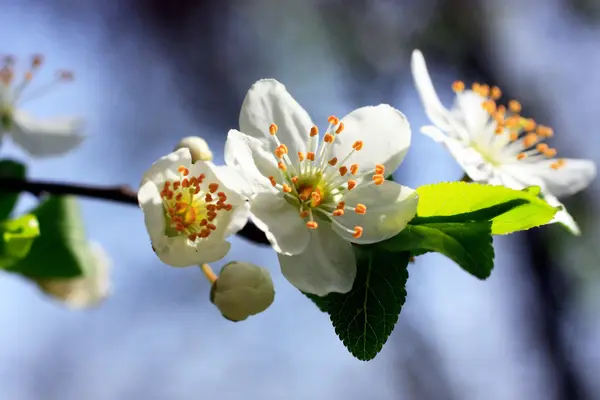 Florescimento de árvore de close-up — Fotografia de Stock