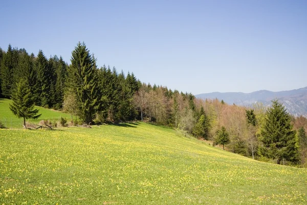 Paisagem verão — Fotografia de Stock