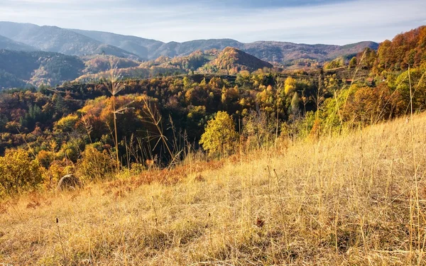 Ліс в горах — стокове фото