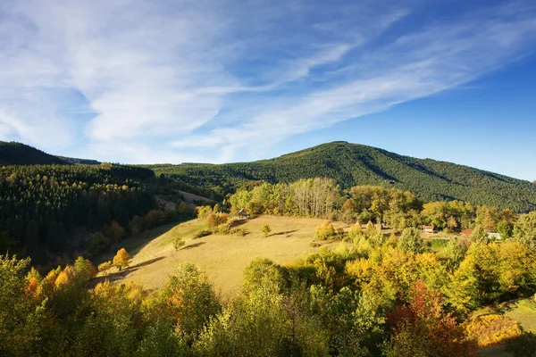 Ліс в горах — стокове фото