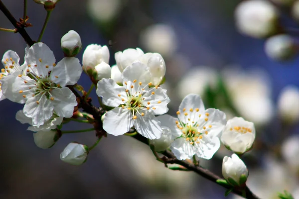 Photo of blossoming tree brunch with white flowers — Stock Photo, Image