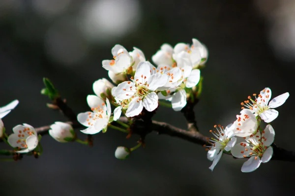 Foto di fioritura brunch albero con fiori bianchi — Foto Stock