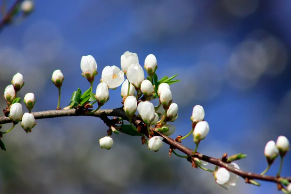 Photo of blossoming tree brunch with white flowers — Stock Photo, Image