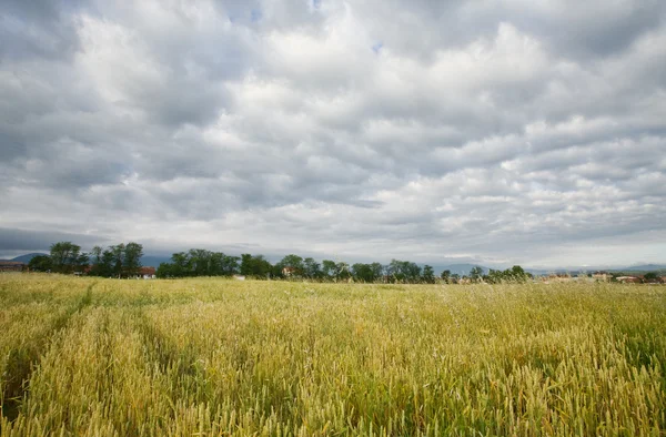 Campo de cereais — Fotografia de Stock