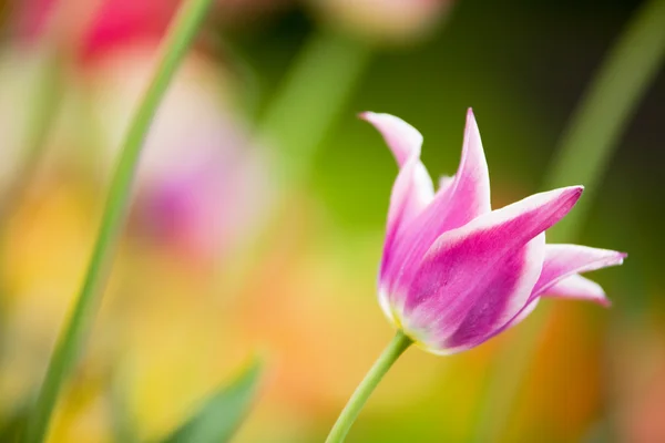 Spring Flower — Stock Photo, Image