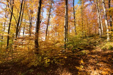 ağaçlarda sonbahar