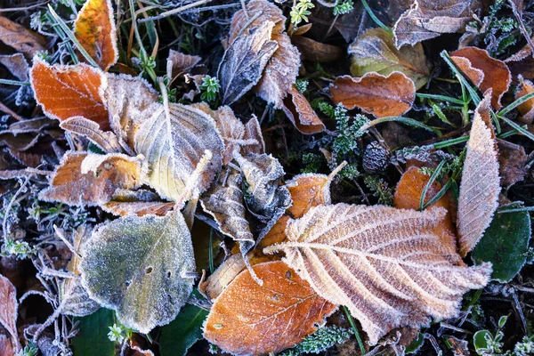 Podzimní listy ve vodě — Stock fotografie