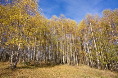 sonbahar huş ağacı orman