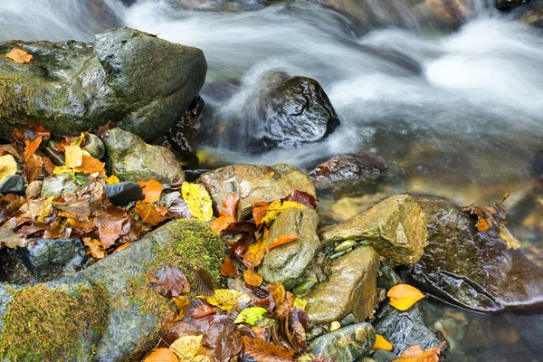 Stream in autunno — Foto Stock