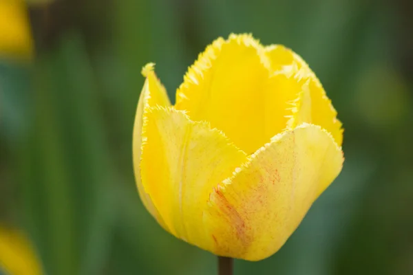 Luk op visning af tulipan - Stock-foto