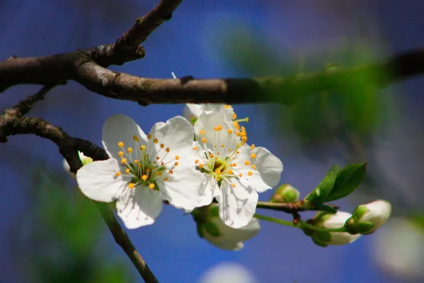 Fruit flower — Stock Photo, Image