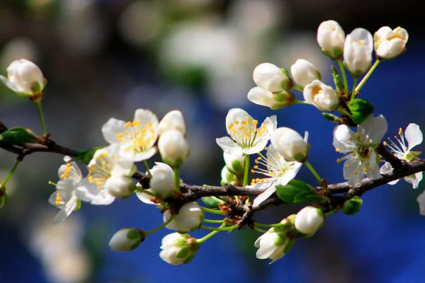 Fruit flower — Stock Photo, Image