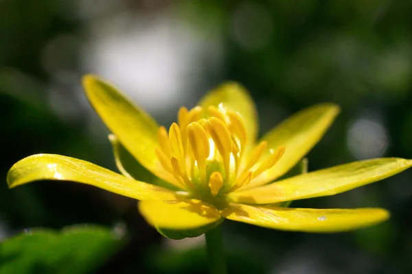 Flower spring — Stock Photo, Image