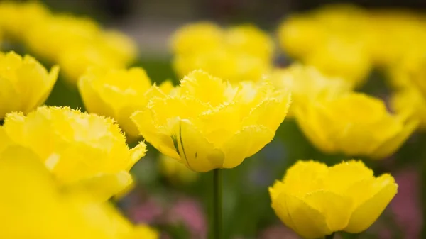 Tulips close-up — Stock Photo, Image