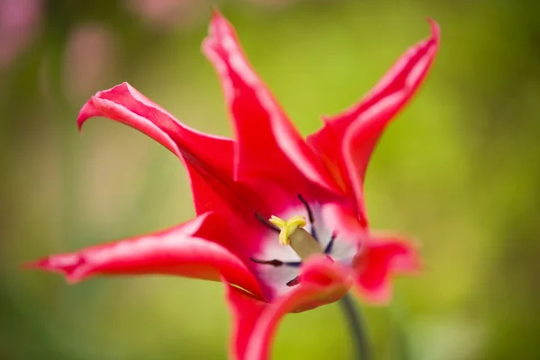 Tulpe aus nächster Nähe — Stockfoto