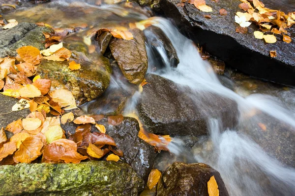 Belle rivière dans la forêt de montagne — Photo