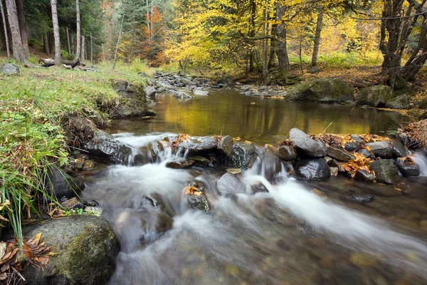 Mooie de rivier in bergbos — Stockfoto