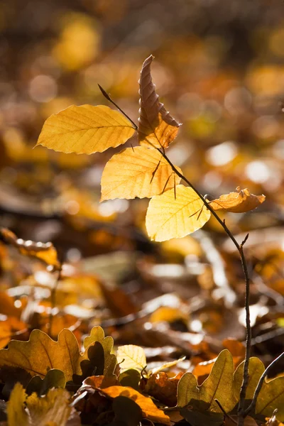 Autumn leaves on the ground — Stock Photo, Image