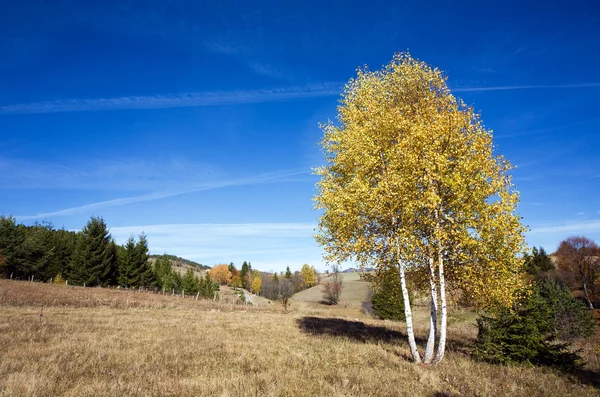 Baum in Berg — Stockfoto