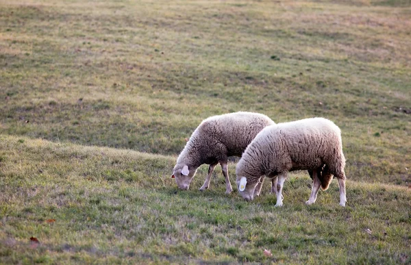 Två fåren — Stockfoto