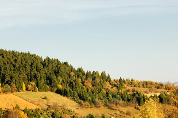 Wald in den Bergen — Stockfoto