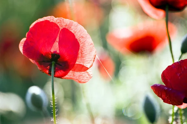 아름다운 양귀비 꽃 — 스톡 사진