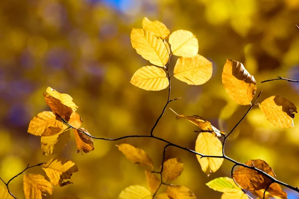 Schöne Blätter — Stockfoto