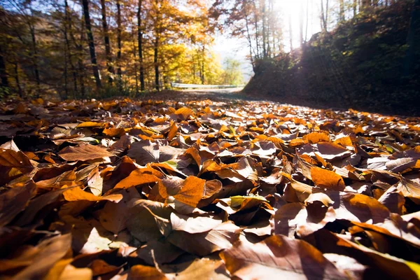 Paisaje con bosques de pinos — Foto de Stock