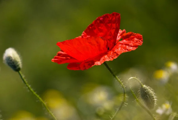 Belle fleur de pavot — Photo