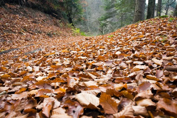 Bellissimo paesaggio autunnale in montagna — Foto Stock