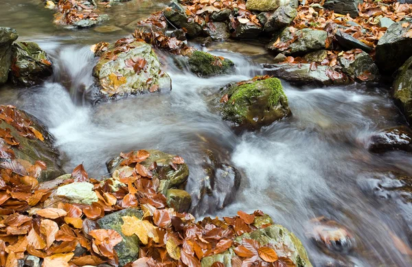 Cascada forestieră adâncă toamna — Fotografie, imagine de stoc