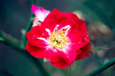 yakın çekim çiçek