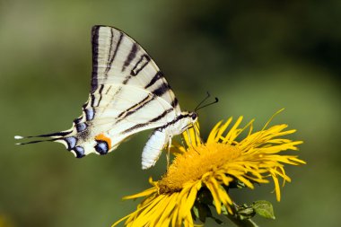 Beautiful swallowtail butterfly clipart