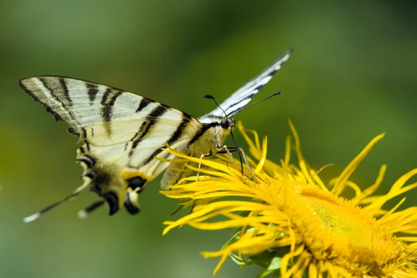 Hermosa mariposa cola de golondrina — Foto de Stock