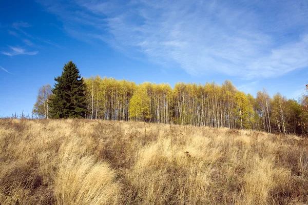 Trees in mountain — Stock Photo, Image