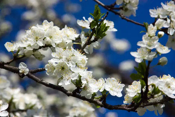 Flores de flor — Fotografia de Stock