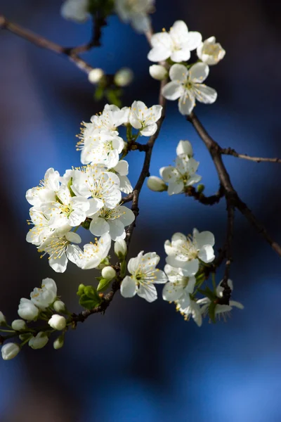 Blossom flowers — Stock Photo, Image