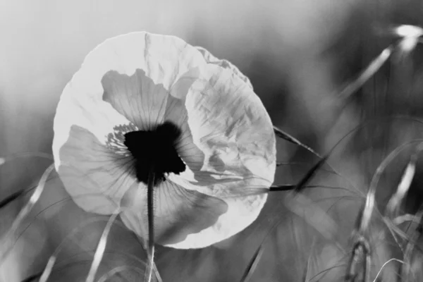 Schöne Mohnblume — Stockfoto