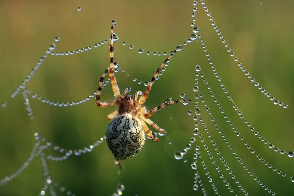 Pavouk přírody — Stock fotografie