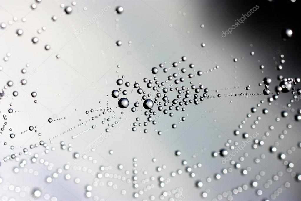 Natural background with a spider web and drops