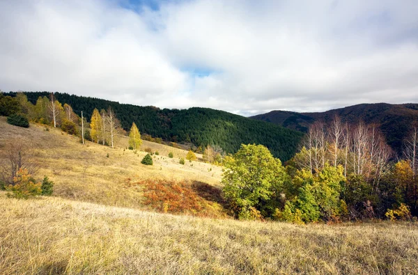 Paisagem montanha e floresta — Fotografia de Stock