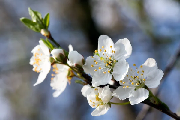 Fruit tree in blossom — Stock Photo, Image