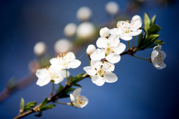 Fruktträd i blom — Stockfoto