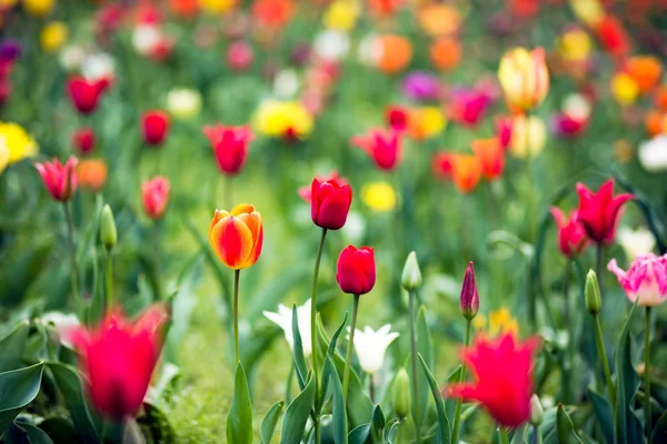 Hermosas flores de tulipán de primavera en jardín colorido — Foto de Stock
