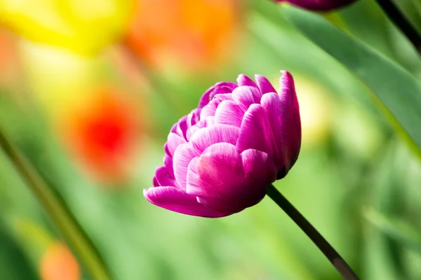 Forår Blomster Tulipaner - Stock-foto
