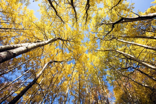 Árvores de outono coloridas na floresta Imagens De Bancos De Imagens