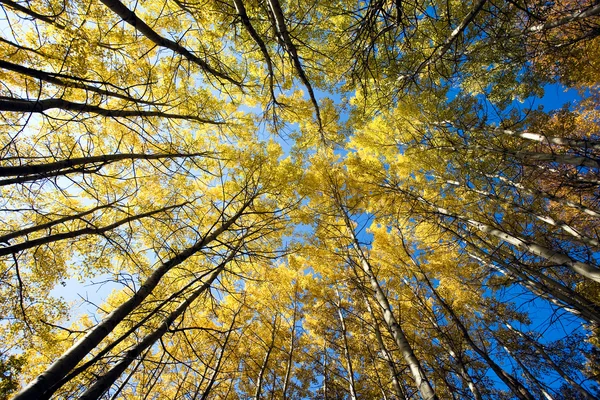 Kolorowe jesienne drzewa w lesie Zdjęcie Stockowe